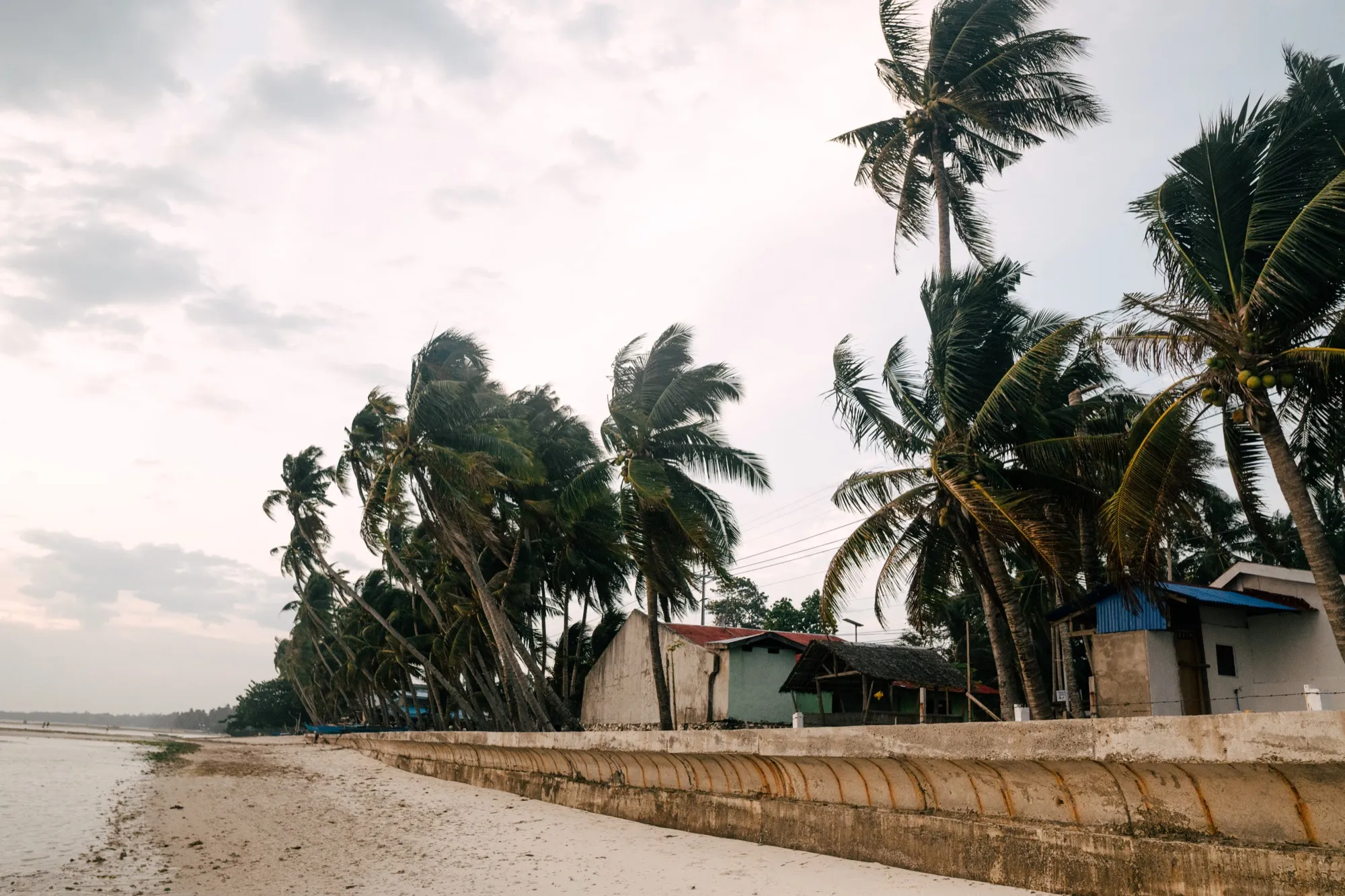 Coconut palms lean over a concrete seawall and small shoreline buildings beside an empty beach