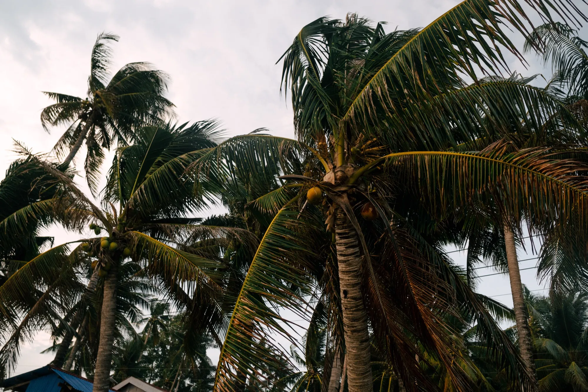 Coconut palms with fruit seen from below against a pale overcast sky
